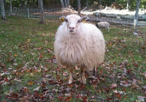 Alder Meadow Farm