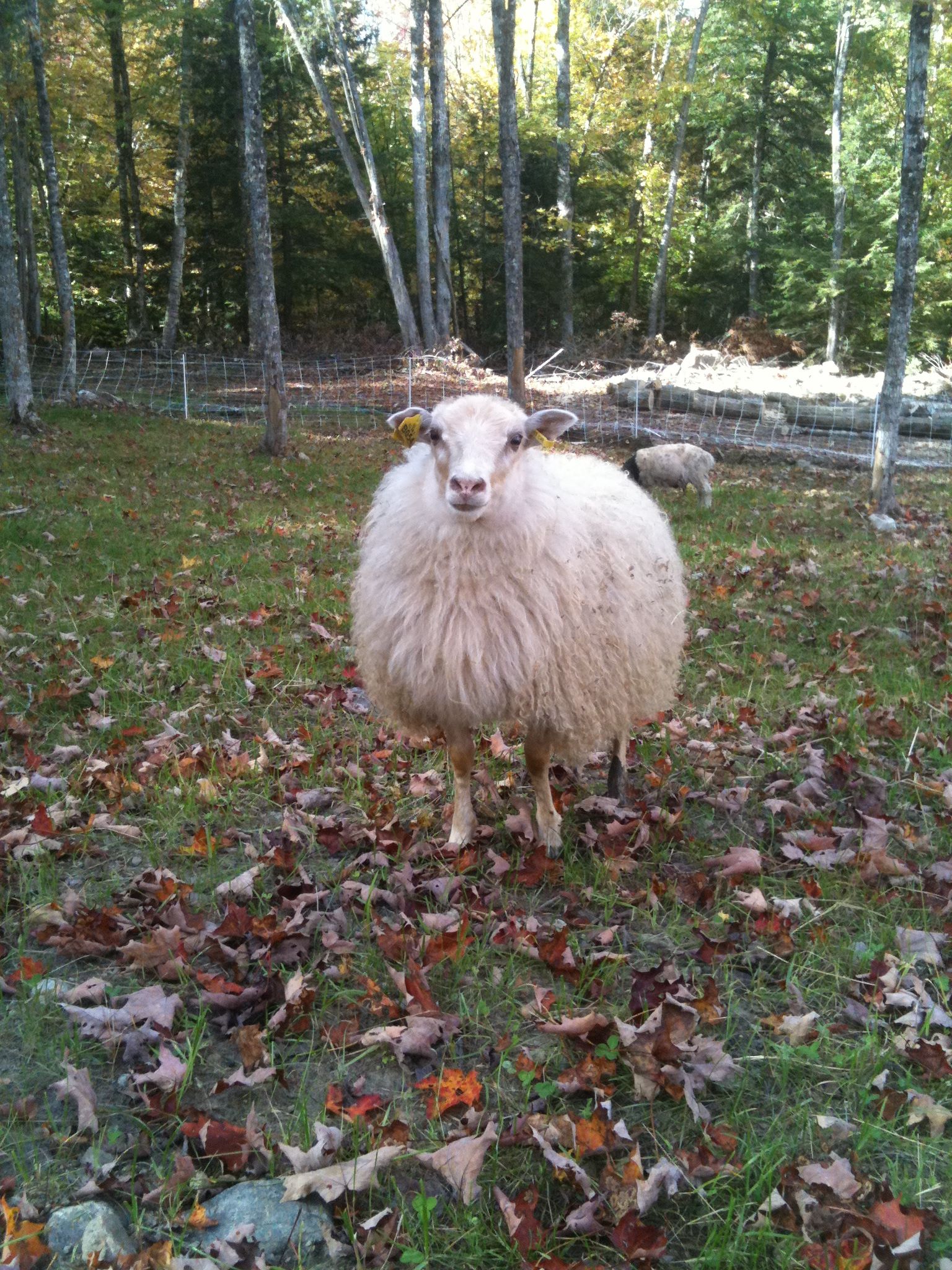 Alder Meadow Farm Ticonderoga 360
